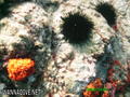 scuba diving photo