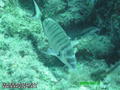scuba diving photo