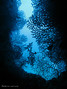 scuba diving photo