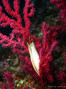 scuba diving photo