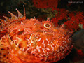 scuba diving photo