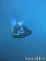 scuba diving photo