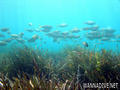 scuba diving photo