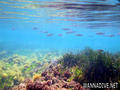 scuba diving photo