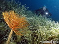 scuba diving photo