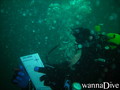 scuba diving photo