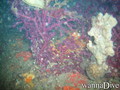 scuba diving photo
