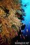 scuba diving photo