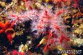 scuba diving photo