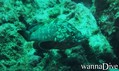 scuba diving photo