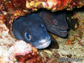scuba diving photo