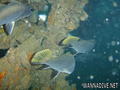 scuba diving photo