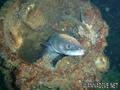 scuba diving photo