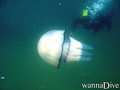 scuba diving photo