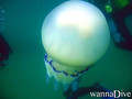 scuba diving photo