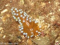 scuba diving photo