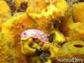 scuba diving photo