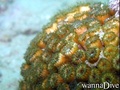 scuba diving photo
