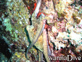 scuba diving photo