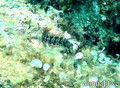 scuba diving photo