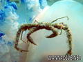 scuba diving photo