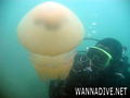 scuba diving photo
