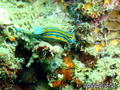 scuba diving photo