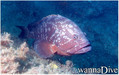 scuba diving photo