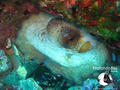scuba diving photo