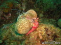 scuba diving photo