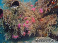 scuba diving photo