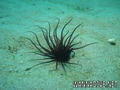 scuba diving photo