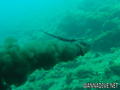 scuba diving photo