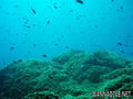 scuba diving photo