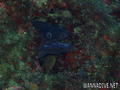 scuba diving photo