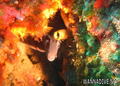 scuba diving photo