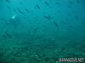 scuba diving photo