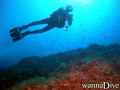 scuba diving photo