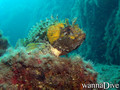 scuba diving photo