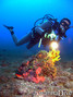 scuba diving photo