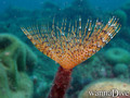 scuba diving photo