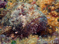 scuba diving photo