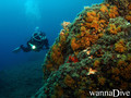 scuba diving photo