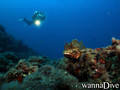 scuba diving photo