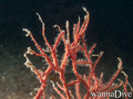 scuba diving photo