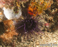 scuba diving photo