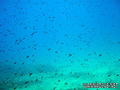 scuba diving photo
