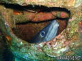 scuba diving photo