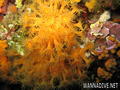 scuba diving photo