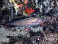 scuba diving photo